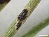  ( - HAY-F-005764)  @11 [ ] c (2023) Rudy Diaz Fungal Diversity Survey