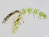  ( - HAY-F-005764)  @11 [ ] c (2023) Rudy Diaz Fungal Diversity Survey