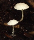  (Cystolepiota - HAY-F-000433)  @11 [ ] cc-by-nc (2023) Damon Tighe FunDiS