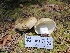  ( - HAY-F-003175)  @11 [ ] by (2023) Mandy Hackney Fungal Diversity Survey