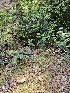  ( - HAY-F-003175)  @11 [ ] by (2023) Mandy Hackney Fungal Diversity Survey