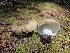  ( - HAY-F-003175)  @11 [ ] by (2023) Mandy Hackney Fungal Diversity Survey
