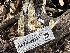  ( - HAY-F-001337)  @11 [ ] by-nc (2023) Aaron Tupac Fungal Diversity Survey