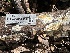  ( - HAY-F-001337)  @11 [ ] by-nc (2023) Aaron Tupac Fungal Diversity Survey