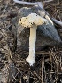  ( - HAY-F-006108)  @11 [ ] by-nc (2023) Dean Lyons Fungal Diversity Survey