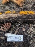  ( - HAY-F-006080)  @11 [ ] by-nc (2023) Dean Lyons Fungal Diversity Survey