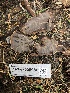  ( - HAY-F-006086)  @11 [ ] by-nc (2023) Dean Lyons Fungal Diversity Survey