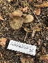  ( - HAY-F-006161)  @11 [ ] by-nc (2023) Dean Lyons Fungal Diversity Survey