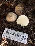  ( - HAY-F-005981)  @11 [ ] by-nc (2023) Dean Lyons Fungal Diversity Survey