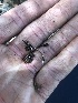  ( - HAY-F-005981)  @11 [ ] by-nc (2023) Dean Lyons Fungal Diversity Survey