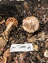  ( - HAY-F-006097)  @11 [ ] by-nc (2023) Dean Lyons Fungal Diversity Survey