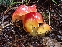  (Hygrocybe marchii - HAY-F-001965)  @11 [ ] cc-by-nc (2023) Luca Hickey FunDiS