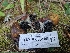  (Gastroboletus - HAY-F-003180)  @11 [ ] by (2023) Mandy Hackney Fungal Diversity Survey