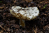 ( - HAY-F-006126)  @11 [ ] by-nc (2023) Dean Lyons Fungal Diversity Survey