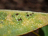  (Puccinia sp. CA05 - HAY-F-006128)  @11 [ ] by-nc (2023) Dean Lyons Fungal Diversity Survey