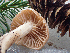  (Hygrophorus goetzei - HAY-F-006105)  @11 [ ] by-nc (2023) Dean Lyons Fungal Diversity Survey