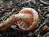  ( - HAY-F-006105)  @11 [ ] by-nc (2023) Dean Lyons Fungal Diversity Survey