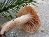  ( - HAY-F-006105)  @11 [ ] by-nc (2023) Dean Lyons Fungal Diversity Survey