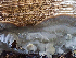  (Veluticeps - HAY-F-006086)  @11 [ ] by-nc (2023) Dean Lyons Fungal Diversity Survey