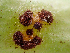  (Puccinia sp. CA03 - HAY-F-006089)  @11 [ ] by-nc (2023) Dean Lyons Fungal Diversity Survey