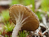  ( - HAY-F-006092)  @11 [ ] by-nc (2023) Dean Lyons Fungal Diversity Survey