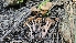  ( - HAY-F-002264)  @11 [ ] by-nc (2023) Thea Chesney Fungal Diversity Survey