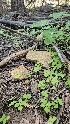  ( - HAY-F-002264)  @11 [ ] by-nc (2023) Thea Chesney Fungal Diversity Survey