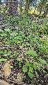  ( - HAY-F-002264)  @11 [ ] by-nc (2023) Thea Chesney Fungal Diversity Survey