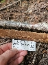  ( - HAY-F-003199)  @11 [ ] by (2023) Mandy Hackney Fungal Diversity Survey
