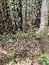  ( - HAY-F-003199)  @11 [ ] by (2023) Mandy Hackney Fungal Diversity Survey
