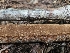  ( - HAY-F-003199)  @11 [ ] by (2023) Mandy Hackney Fungal Diversity Survey
