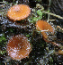  ( - HAY-F-004675)  @11 [ ] by-nc (2023) Taye Bright Fungal Diversity Survey