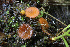  ( - HAY-F-004675)  @11 [ ] by-nc (2023) Taye Bright Fungal Diversity Survey