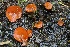  ( - HAY-F-004675)  @11 [ ] by-nc (2023) Taye Bright Fungal Diversity Survey