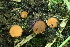  ( - HAY-F-006395)  @11 [ ] by-nc (2023) Damon Tighe Fungal Diversity Survey