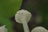  ( - HAY-F-006409)  @11 [ ] by-nc (2023) Damon Tighe Fungal Diversity Survey