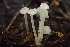  ( - HAY-F-006409)  @11 [ ] by-nc (2023) Damon Tighe Fungal Diversity Survey
