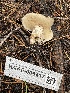  ( - HAY-F-006417)  @11 [ ] by-nc (2023) Damon Tighe Fungal Diversity Survey