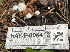  ( - HAY-F-006418)  @11 [ ] by-nc (2023) Damon Tighe Fungal Diversity Survey