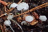  ( - HAY-F-006418)  @11 [ ] by-nc (2023) Damon Tighe Fungal Diversity Survey