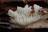  ( - HAY-F-006423)  @11 [ ] by-nc (2023) Damon Tighe Fungal Diversity Survey