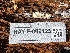  ( - HAY-F-006423)  @11 [ ] by-nc (2023) Damon Tighe Fungal Diversity Survey