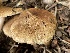  ( - HAY-F-006428)  @11 [ ] by-nc (2023) Damon Tighe Fungal Diversity Survey