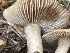  ( - HAY-F-006428)  @11 [ ] by-nc (2023) Damon Tighe Fungal Diversity Survey
