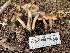  ( - HAY-F-006428)  @11 [ ] by-nc (2023) Damon Tighe Fungal Diversity Survey