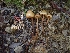  (Phaeocollybia - HAY-F-001941)  @11 [ ] cc-by-nc (2023) Luca Hickey FunDiS