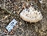  (Fomitopsis schrenkii - HAY-F-001316)  @11 [ ] by-nc (2023) Aaron Tupac Fungal Diversity Survey