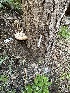  ( - HAY-F-001316)  @11 [ ] by-nc (2023) Aaron Tupac Fungal Diversity Survey
