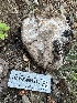 ( - HAY-F-001316)  @11 [ ] by-nc (2023) Aaron Tupac Fungal Diversity Survey