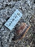  ( - HAY-F-001269)  @11 [ ] by-nc (2023) Aaron Tupac Fungal Diversity Survey